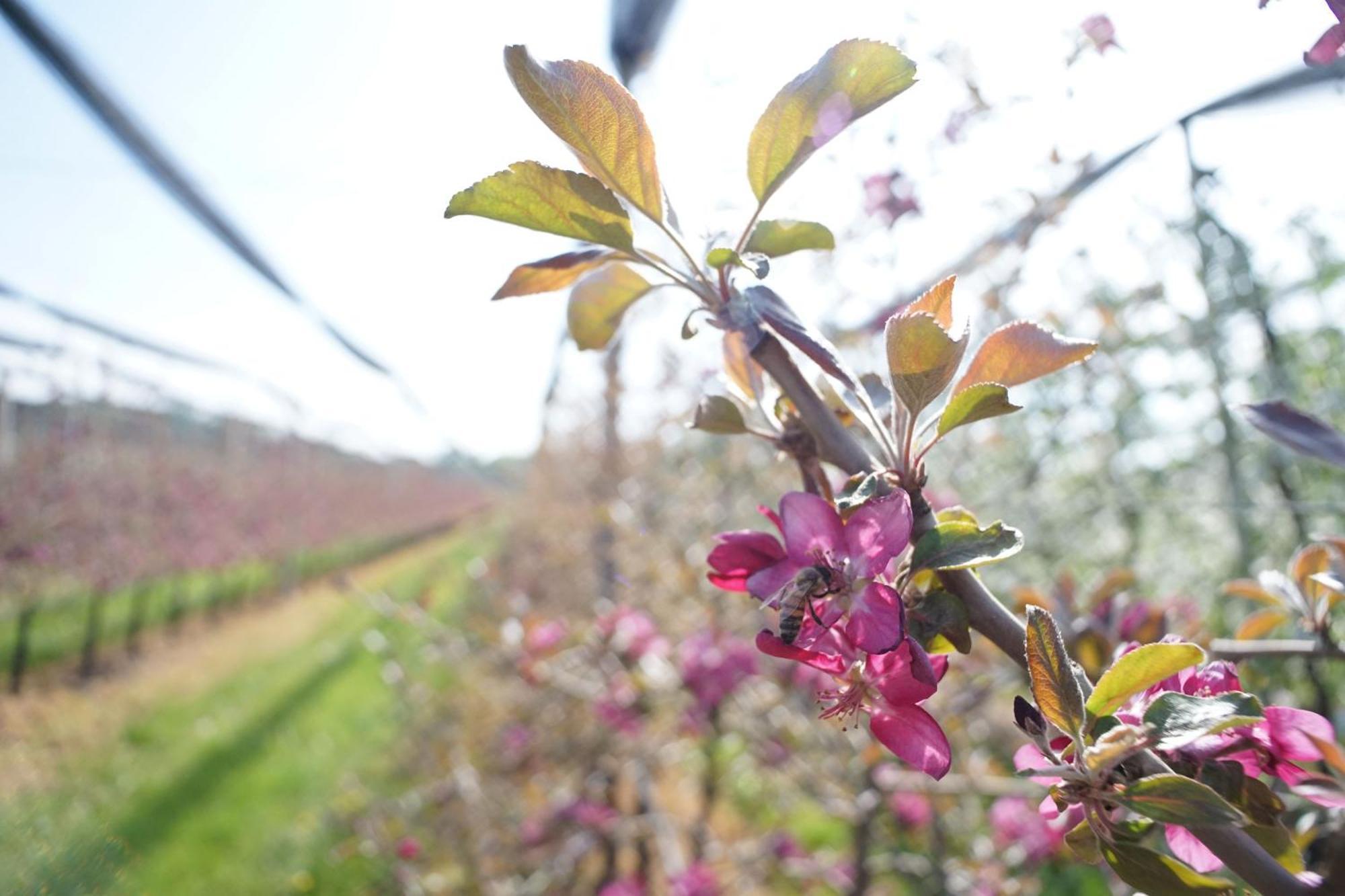 Ca Nova Agriturismo Castellaro  Dış mekan fotoğraf