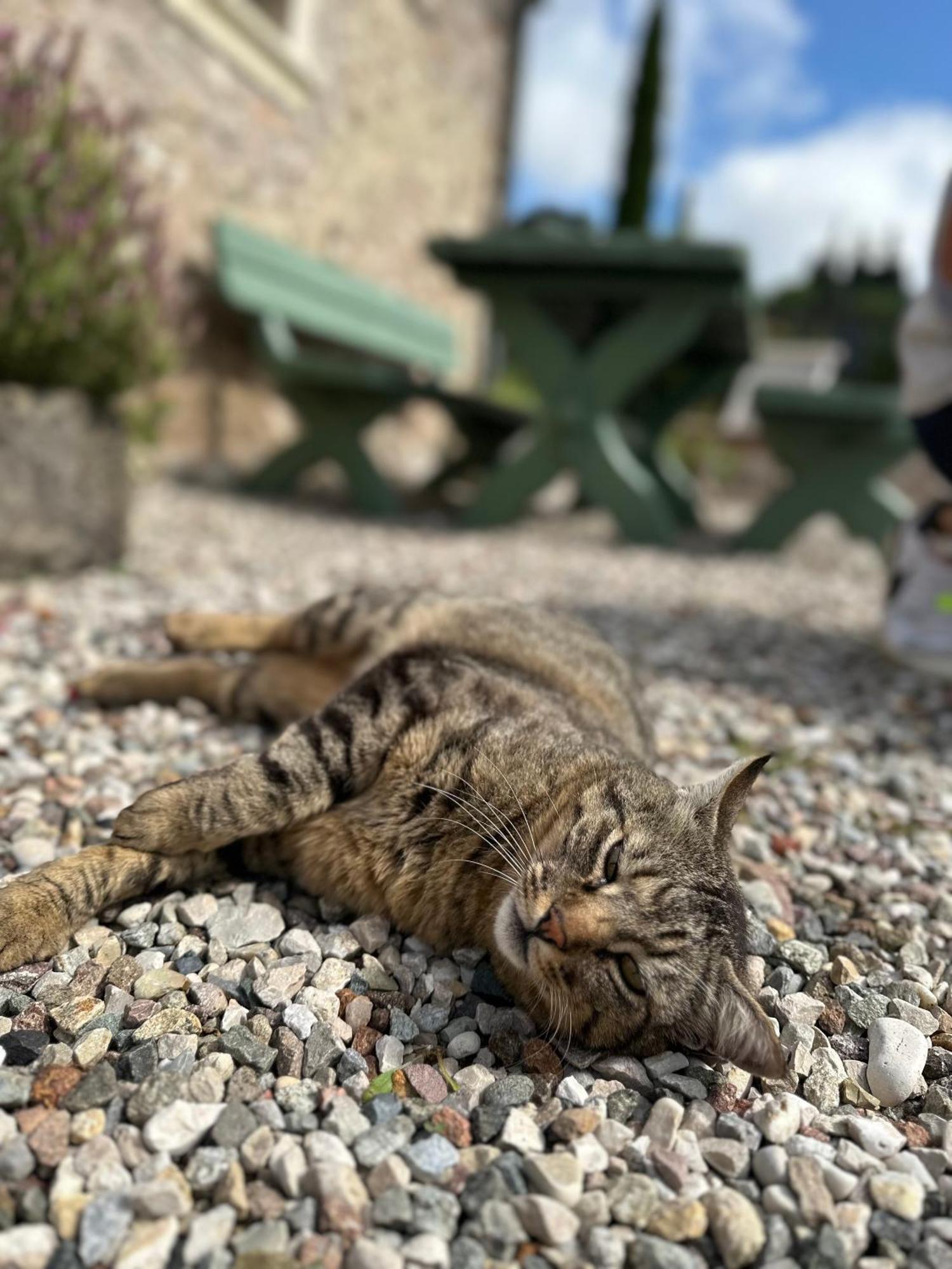 Ca Nova Agriturismo Castellaro  Dış mekan fotoğraf